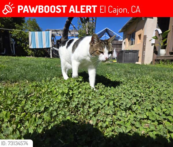 Lost Female Cat last seen Relax Inn & Suites, El Cajon, CA 92020