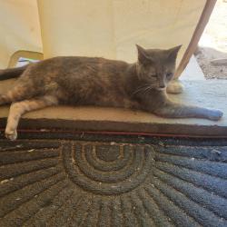 Reunited Female Cat last seen East vista way and vista grande, Vista, CA 92084