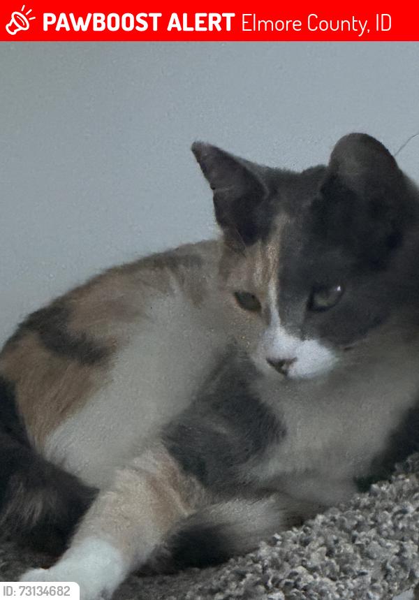 Lost Female Cat last seen Bumper, Elmore County, ID 83716