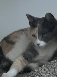 Lost Female Cat last seen Bumper, Elmore County, ID 83716