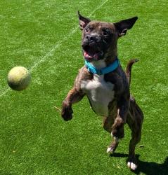 Shelter Stray Male Dog last seen SE 148th and SE Division, OR, 1700 W Historic Columbia River Hwy, Troutdale, OR 97060, USA