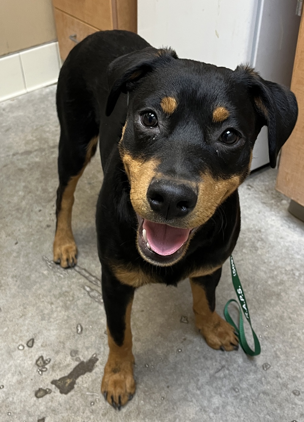 Shelter Stray Male Dog last seen Near E Columbia Drive, SPOKANE, WA, 99207, 6815 E Trent Ave, Spokane, WA 99212, USA