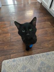 Lost Male Cat last seen Palm and e vassar, Fresno, CA 93704