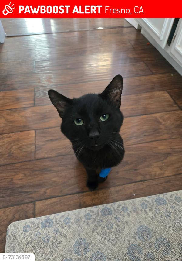 Lost Male Cat last seen Palm and e vassar, Fresno, CA 93704
