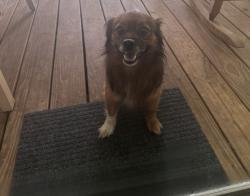 Found/Stray Female Dog last seen Old rockmart at reeseburg rd, Silver Creek, GA 30173