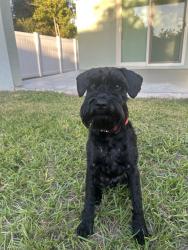 Reunited Male Dog last seen Becker and Savona, Port St. Lucie, FL 34984