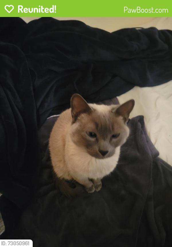 Reunited Female Cat last seen Rockrommoin Delmmonico, Colorado Springs, CO 80919