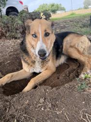 Found/Stray Male Dog last seen Dakota and McCall, Clovis, CA 93613