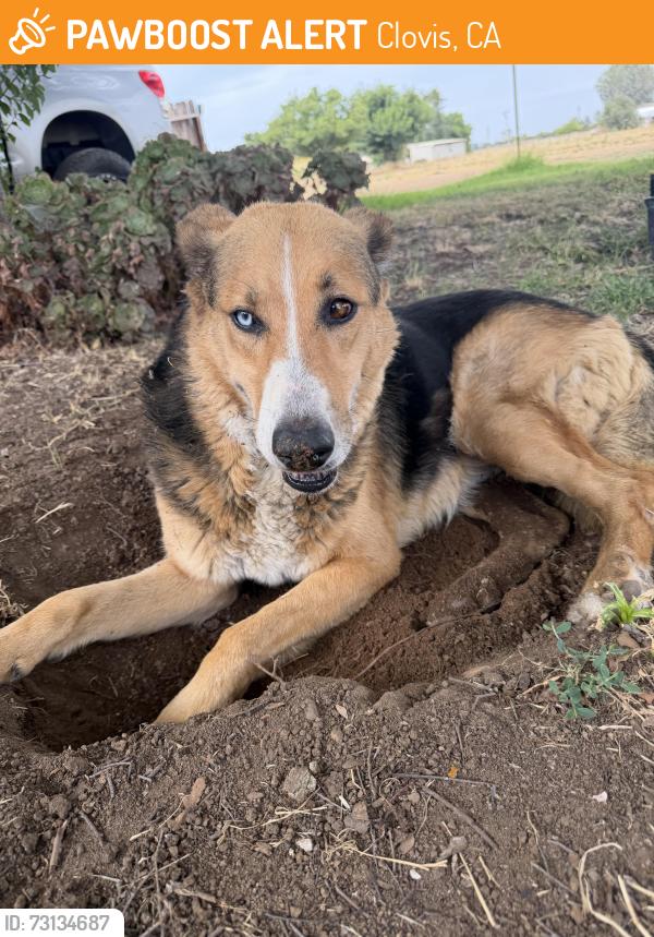 Found/Stray Male Dog last seen Dakota and McCall, Clovis, CA 93613