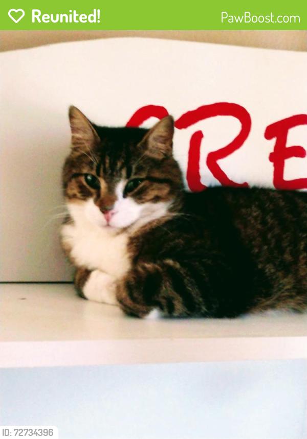 Reunited Male Cat last seen Garvey street going up hill, St. Louis, MO 63129