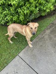 Found/Stray Male Dog last seen The Bellfort apmts, Houston, TX 77061