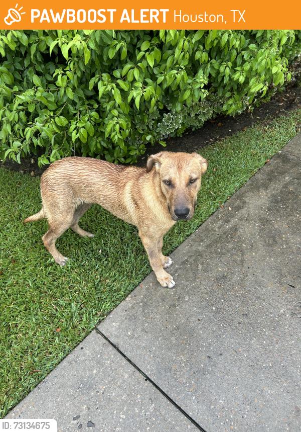 Found/Stray Male Dog last seen The Bellfort apmts, Houston, TX 77061