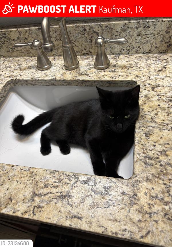 Lost Female Cat last seen Post Oak Bend, Kaufman, TX 75142