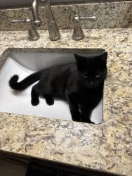 Lost Female Cat last seen Post Oak Bend, Kaufman, TX 75142