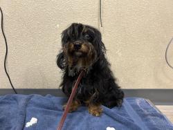 Shelter Stray Female Dog last seen Canyon Drive, Oceanside, CA, 92056, Oceanside, CA 92058, USA