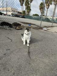 Reunited Female Cat last seen Broad St. and G Street, Los Angeles, CA 90744