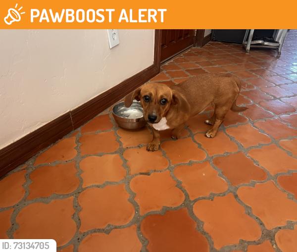 Found/Stray Female Dog last seen Highway 478 & Joy Rd, Doña Ana County, NM 88021