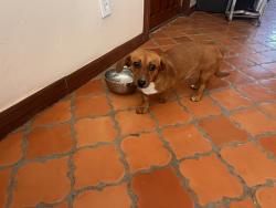 Found/Stray Female Dog last seen Highway 478 & Joy Rd, Doña Ana County, NM 88021