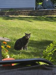 Reunited Male Cat last seen Piehl road and Summerfield, Temperance, MI 48182