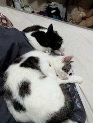 Lost Female Cat last seen Jubilee field, Warwickshire, England 