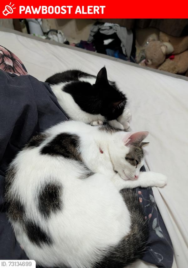 Lost Female Cat last seen Jubilee field, Warwickshire, England 