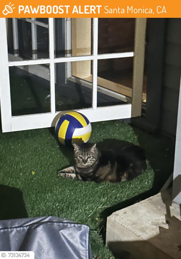 Found/Stray Unknown Cat last seen 3rd street and Ocean Park, Santa Monica, CA 90405