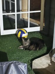 Found/Stray Unknown Cat last seen 3rd street and Ocean Park, Santa Monica, CA 90405