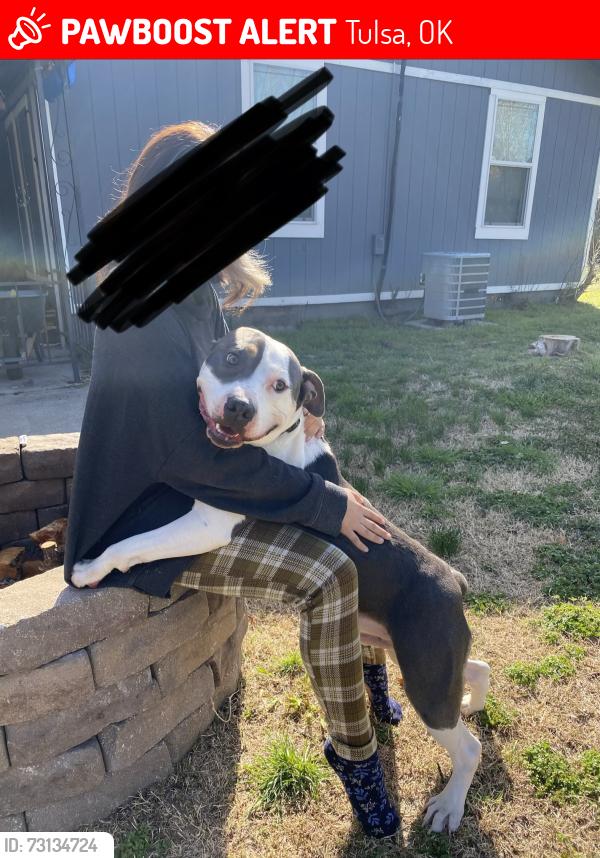 Lost Male Dog last seen Sheridan, Tulsa, OK 74115