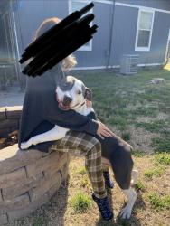 Lost Male Dog last seen Sheridan, Tulsa, OK 74115