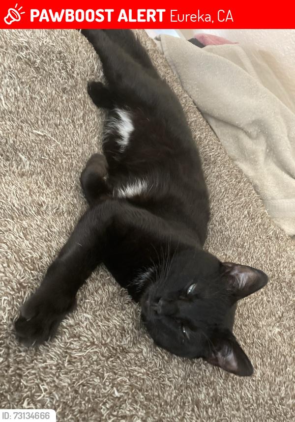Lost Male Cat last seen Near m street, Eureka, CA 95501