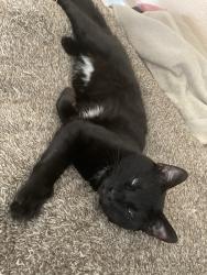 Lost Male Cat last seen Near m street, Eureka, CA 95501