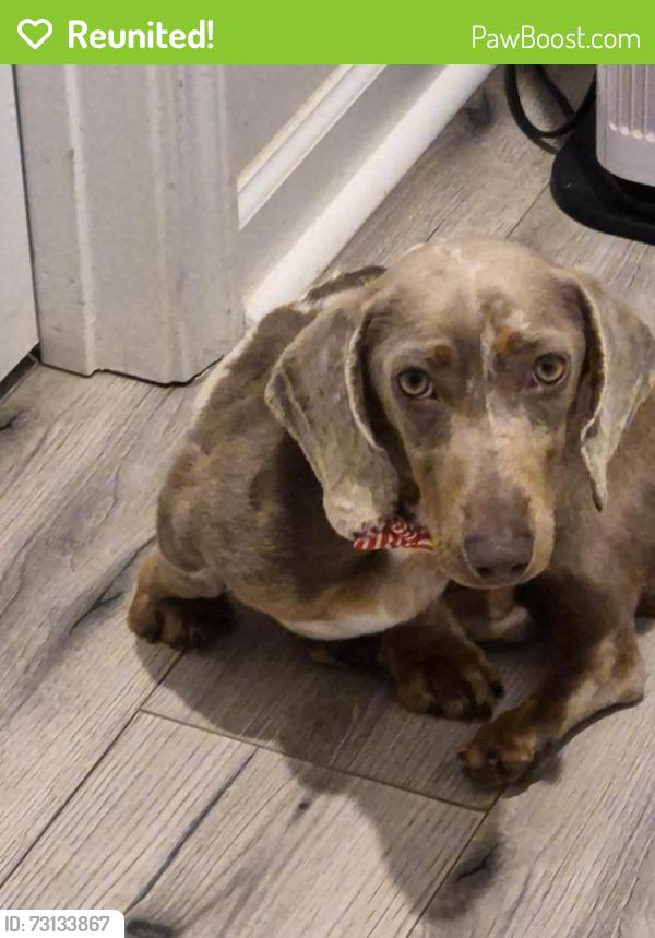 Reunited Male Dog last seen Grayson hwy, Grayson, GA 30017