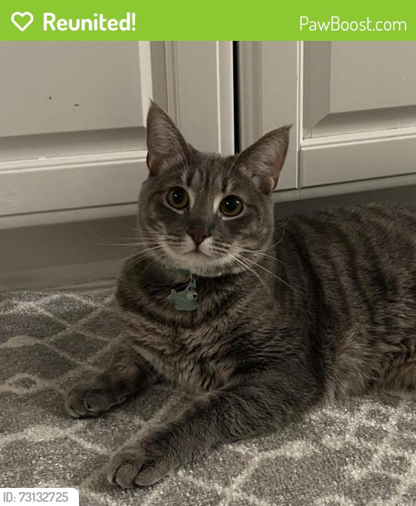 Reunited Male Cat last seen Little John Drive, Medford, NJ 08055