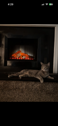 Reunited Female Cat last seen QT on Dunwoody Place, Hightower Trail/Roswell Rd, Sandy Springs, GA 30350