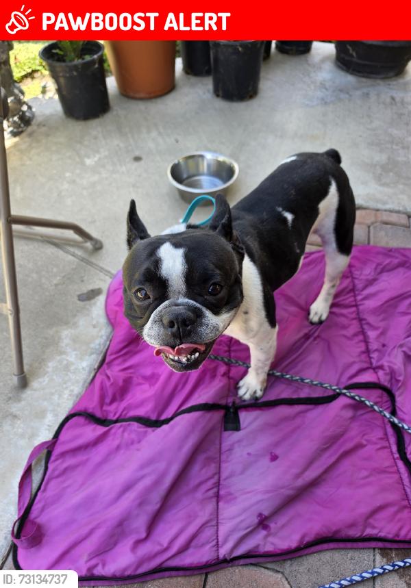 Lost Male Dog last seen Waverly Glen/turnpost, Hacienda Heights, CA 91745