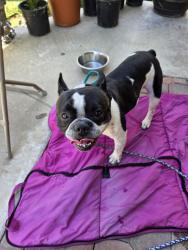 Lost Male Dog last seen Waverly Glen/turnpost, Hacienda Heights, CA 91745
