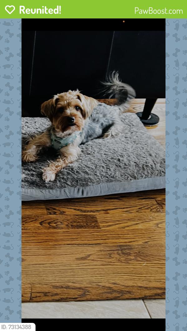 Reunited Male Dog last seen Near Gertie Barrett and Linda Jobe Jr. High, Mansfield, TX 76001