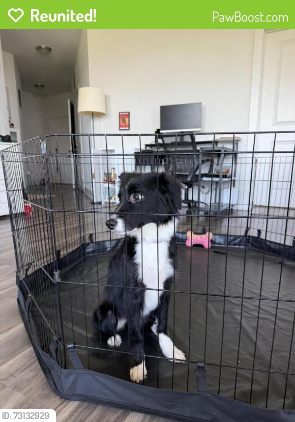 Reunited Female Dog last seen University of Cincinnati, Cincinnati, OH 45220