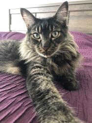 Reunited Male Cat last seen Grand and Stoneman street, Lake Elsinore, CA 92530