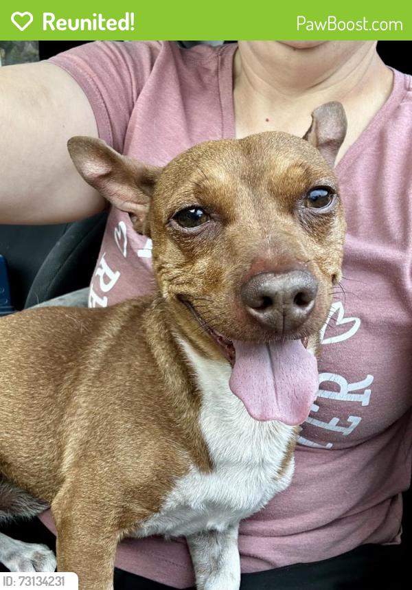 Reunited Male Dog last seen Eldorado Park, North Las Vegas, North Las Vegas, NV 89031