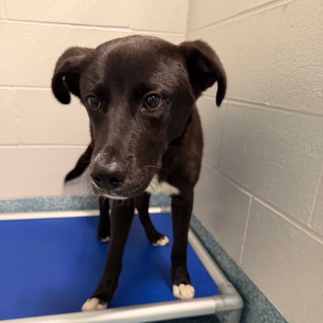 Shelter Stray Male Dog last seen , 980 Guilford College Rd, Greensboro, NC 27409, USA