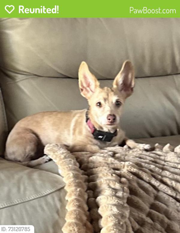 Reunited Female Dog last seen Everett St, Houston, TX 77009