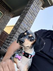 Reunited Female Dog last seen Near Fall Harvest Dr, Frisco, TX 75033, USA, Frisco, TX 75033
