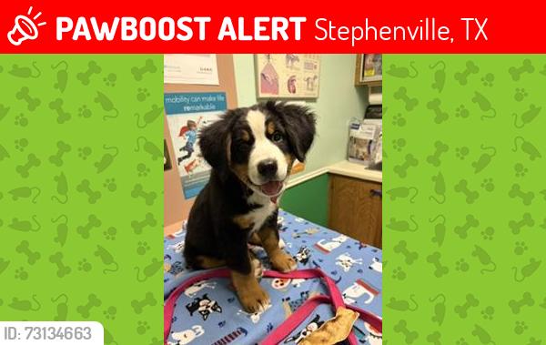 Lost Female Dog last seen last seen near Allsups, Stephenville, TX 76401