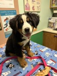Lost Female Dog last seen last seen near Allsups, Stephenville, TX 76401