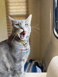 Lost Female Cat last seen Jacon way & Eloro, Los Angeles, CA 90272