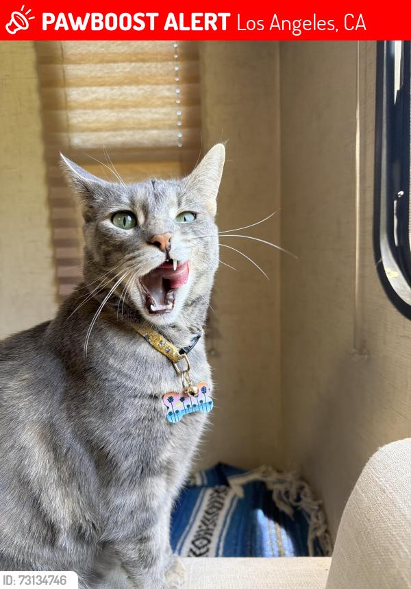 Lost Female Cat last seen Jacon way & Eloro, Los Angeles, CA 90272