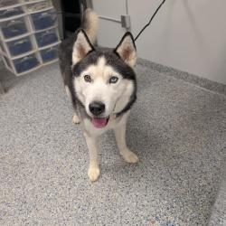 Shelter Stray Male Dog last seen , 328 Furman Hall Rd, Greenville, SC 29609, USA