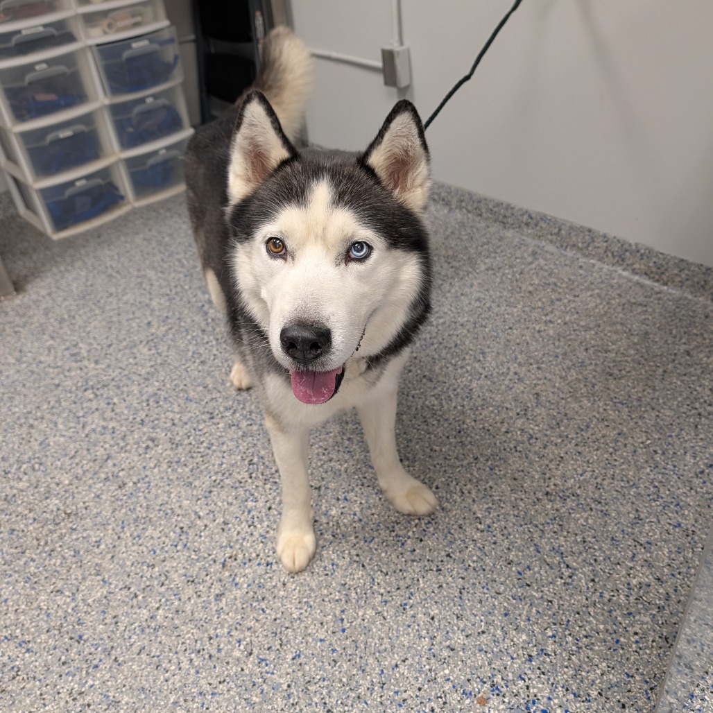 Shelter Stray Male Dog last seen , 328 Furman Hall Rd, Greenville, SC 29609, USA
