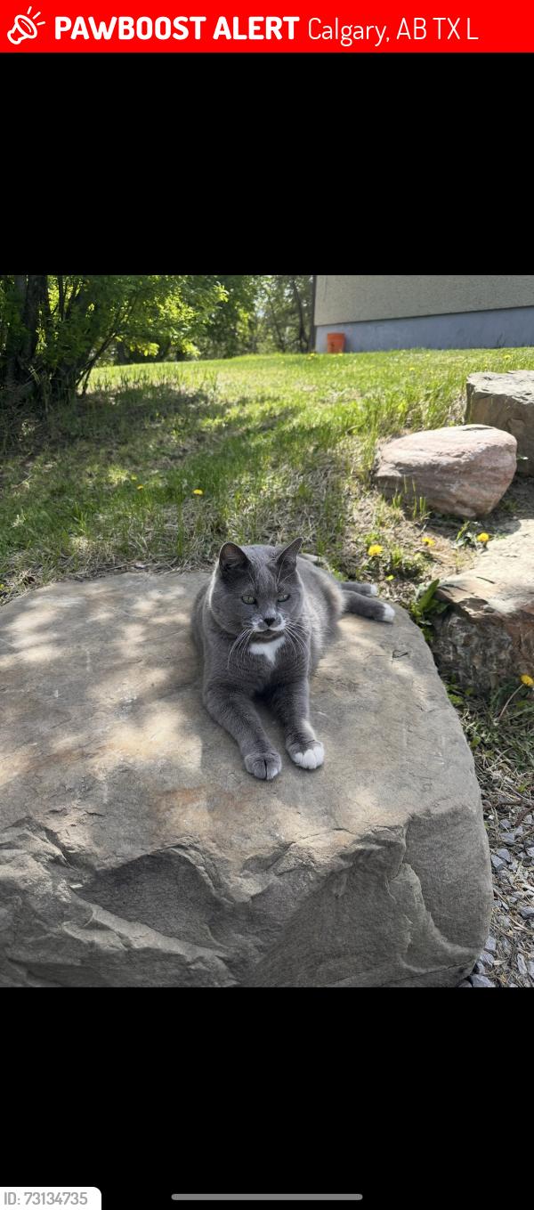Lost Female Cat last seen Close to Belvedere/East hills area, Calgary, AB T1X 0L5